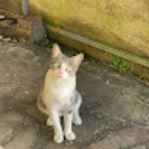 Meet your Posher, Callie